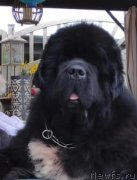 Превью фото № 242181