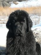 Превью фото № 242186