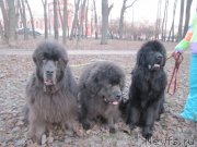 Превью фото № 242199