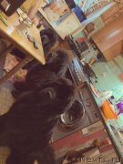 Превью фото № 242202