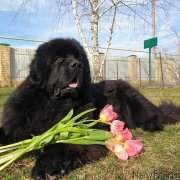 Превью фото № 242206