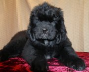 Превью фото № 242239