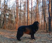 Превью фото № 242248