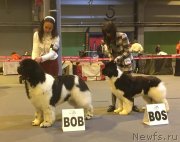 Превью фото № 242249