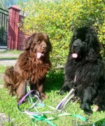 Превью фото № 242278