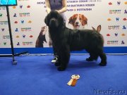 Превью фото № 242285