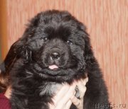 Превью фото № 242288