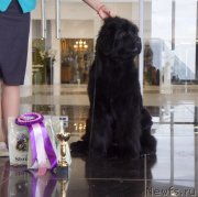 Превью фото № 242293