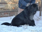 Превью фото № 242301