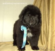 Превью фото № 242322