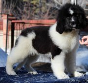 Превью фото № 242326