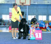 Превью фото № 242356