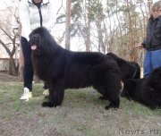 Превью фото № 242398