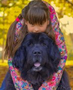 Превью фото № 242401