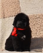 Превью фото № 242436