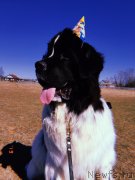 Превью фото № 242479