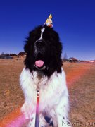 Превью фото № 242480