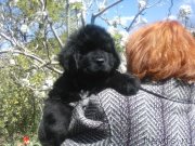 Превью фото № 242503