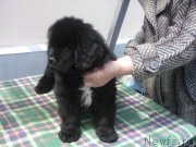 Превью фото № 242504