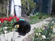 Превью фото № 242505