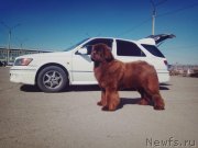 Превью фото № 242567