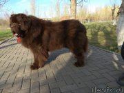 Превью фото № 242592