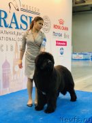 Превью фото № 242610