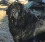 Превью фото № 242638