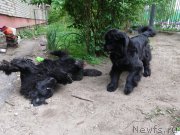 Превью фото № 242649