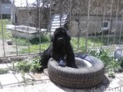 Превью фото № 242654