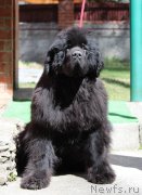 Превью фото № 242679