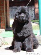 Превью фото № 242683