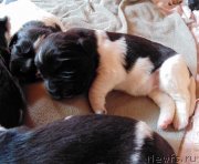 Превью фото № 242706