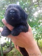 Превью фото № 242716