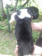 Превью фото № 242717