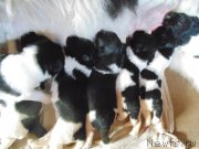 Превью фото № 242733