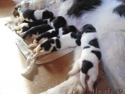 Превью фото № 242734