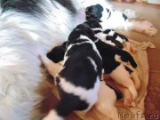 Превью фото № 242735