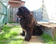 Превью фото № 242737