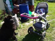 Превью фото № 242826