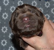 Превью фото № 242863