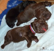 Превью фото № 242865