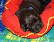 Превью фото № 242868