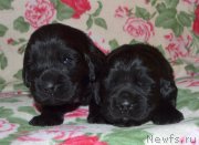 Превью фото № 242879