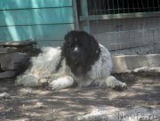 Превью фото № 242882