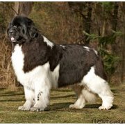 Превью фото № 242883