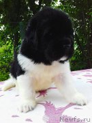 Превью фото № 242931