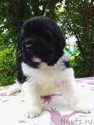 Превью фото № 242932