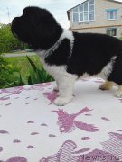 Превью фото № 242934