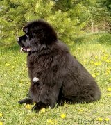 Превью фото № 242950